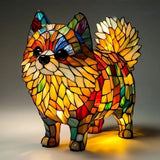 Simba | Volpino di Pomerania Bagliore Solare